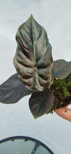 Alocasia Black Magic