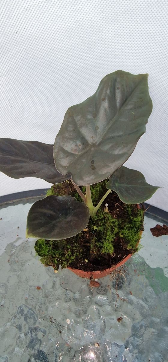 Alocasia Black Magic