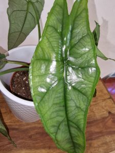 Alocasia Dragon Breath