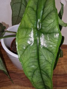 Alocasia Dragon Breath