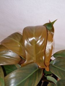 Philodendron Florida Bronze