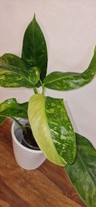 Philodendron Jose Buone