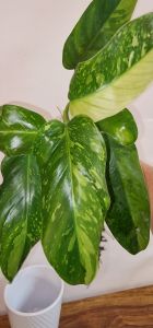 Philodendron Jose Buone