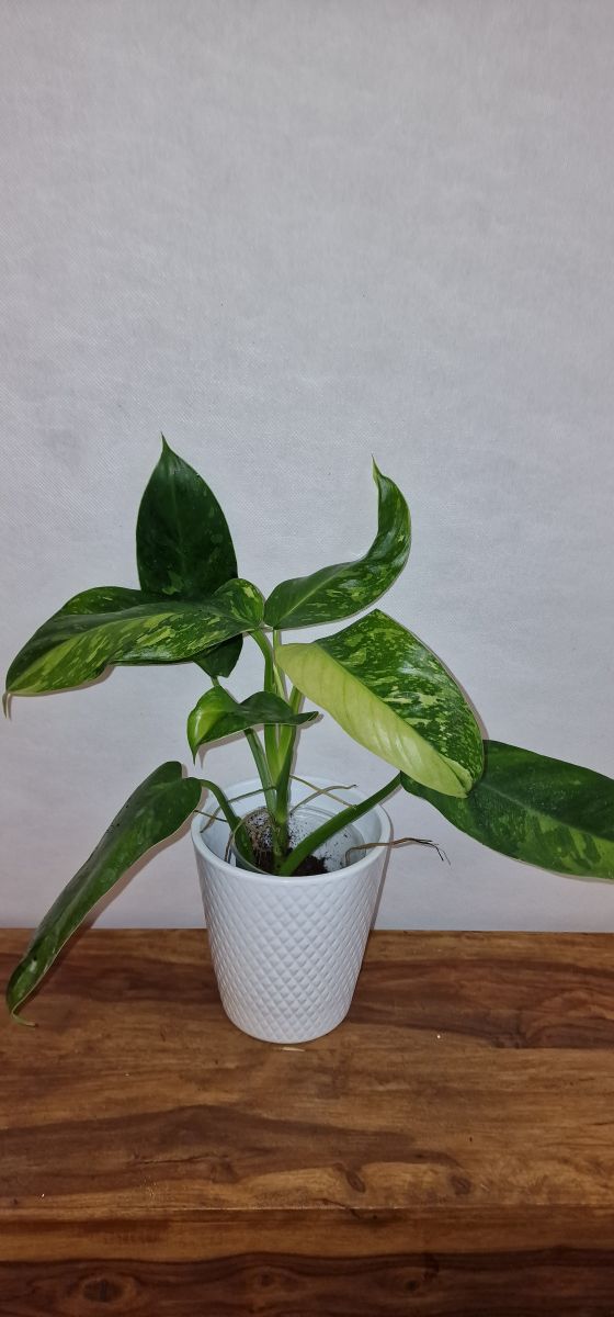 Philodendron Jose Buone