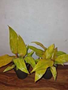 Philodendron Quad Color ,, Spear point,,