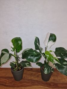 Philodendron White wizard