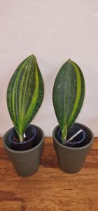 Sansevieria variegated