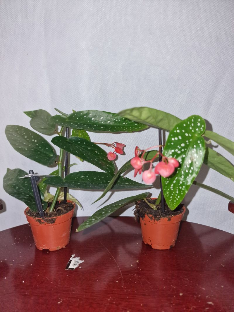 Begonia Albopicta