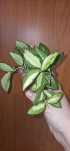 Hoya aff. Burtoniae variegated