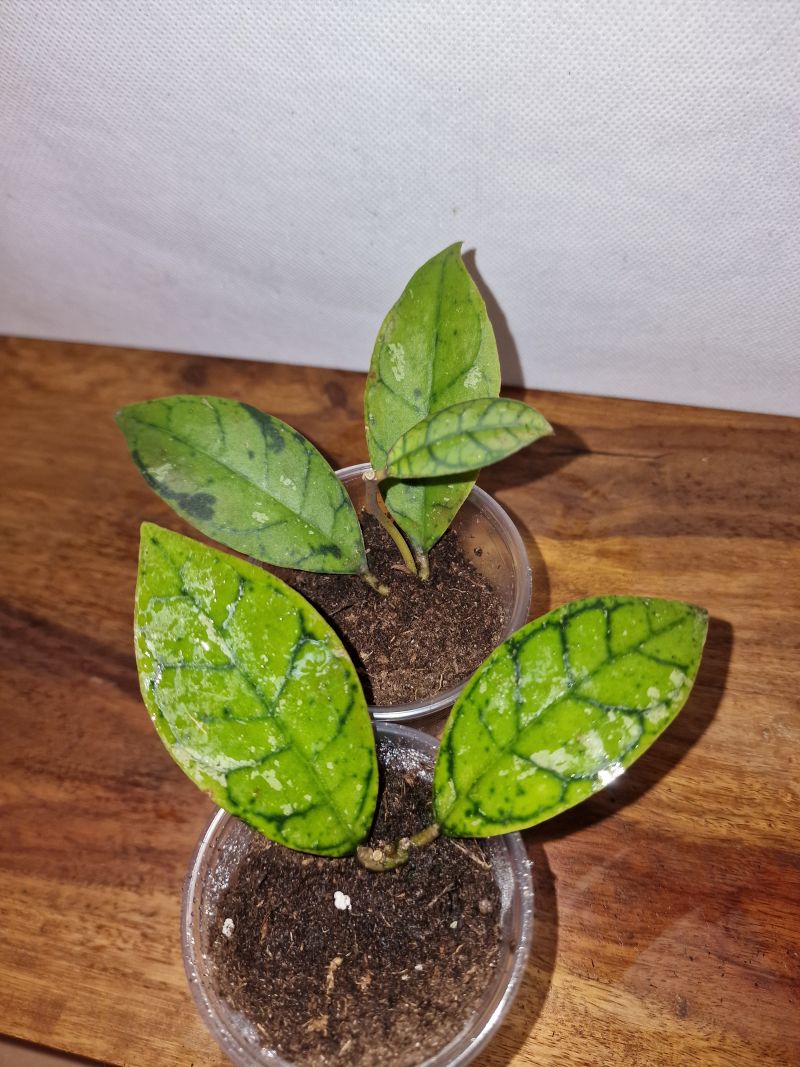 Hoya callistophylla cv. Anna