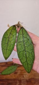 Hoya cuttings for potting