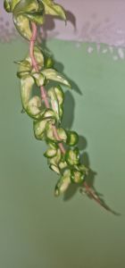 Hoya compacta variegated