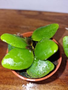 Hoya isabelchanae GPS 7-35