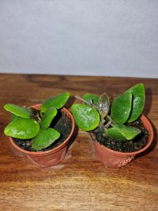 Hoya isabelchanae GPS 7-35