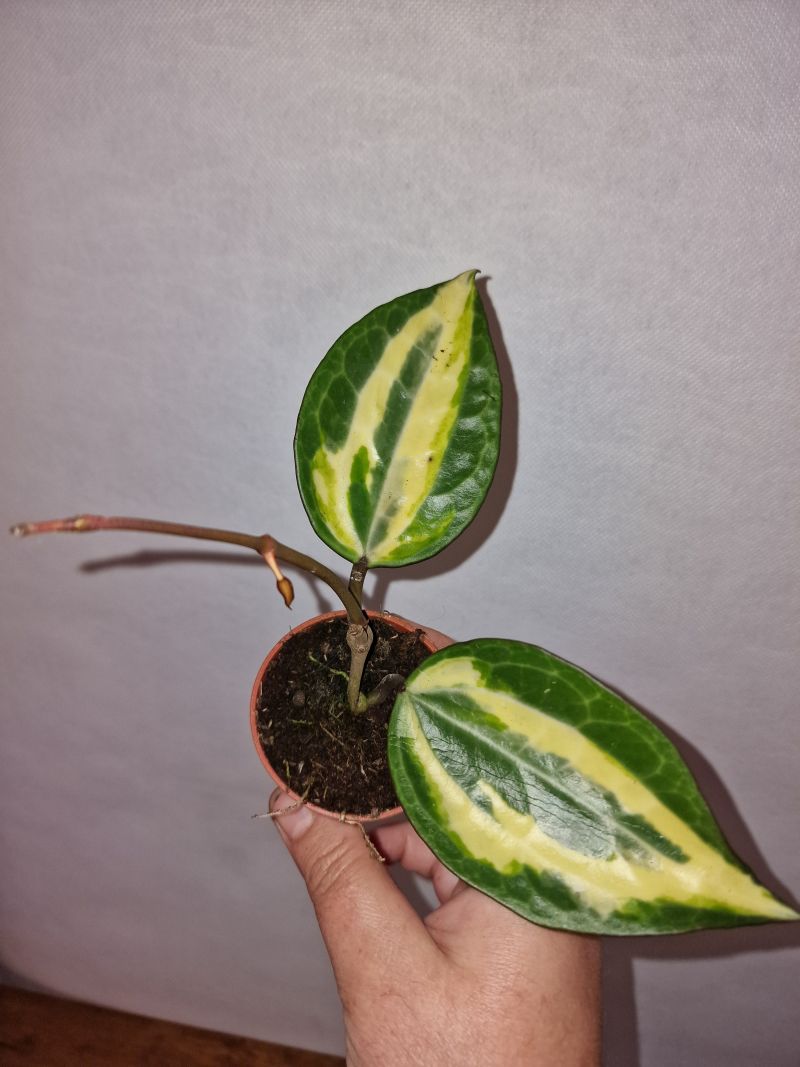 Hoya latifolia Pot of Gold