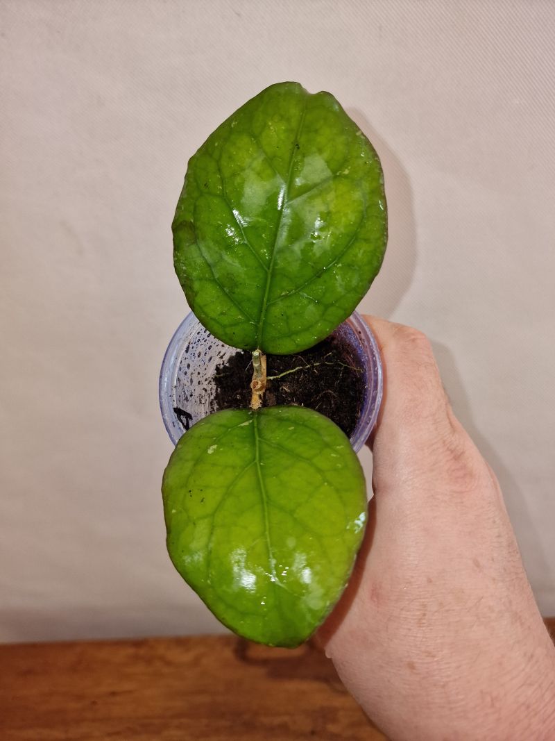 Hoya 'Priktai' (Russian clone)