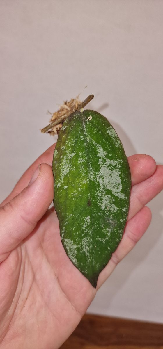 Hoya sangguensis ,, sp. Getah bening,,