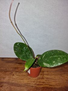 Hoya sp. Lai Chau Splash