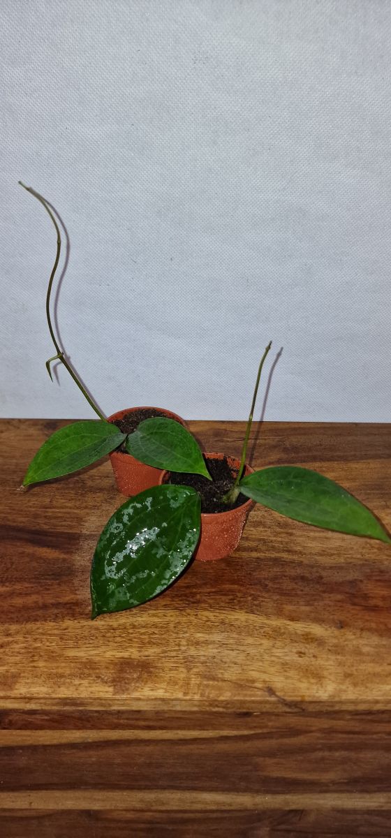 Hoya sp. Ternate