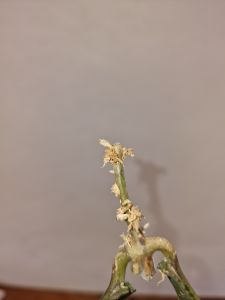 Hoya undulata