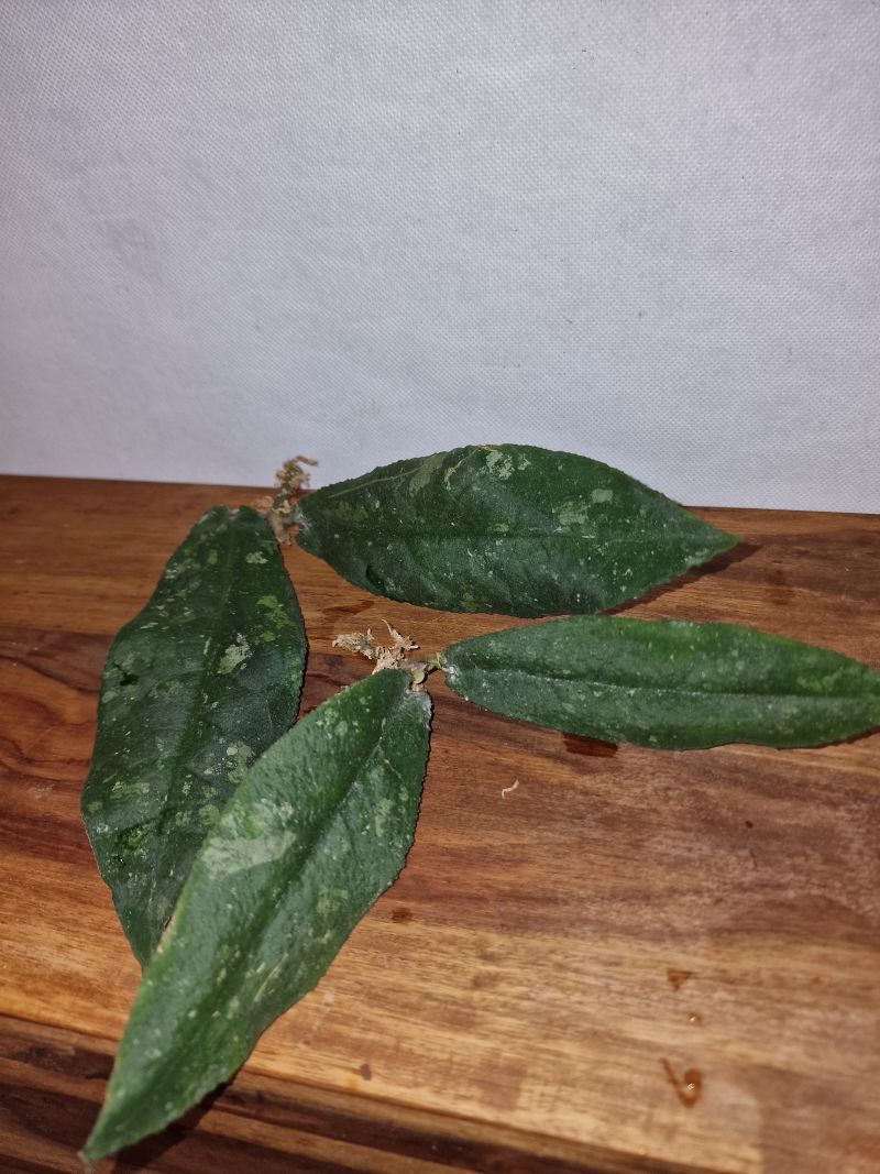 Hoya undulata