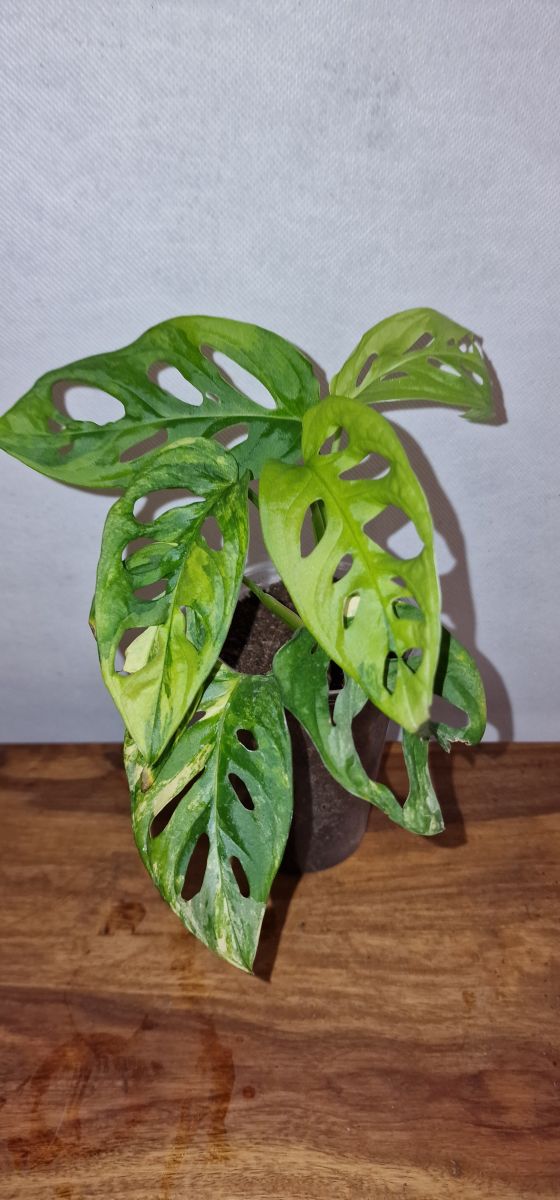 Monstera adansonii yellow variegated