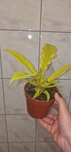 Philodendron Golden Saw