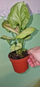 Syngonium Bob Allusion