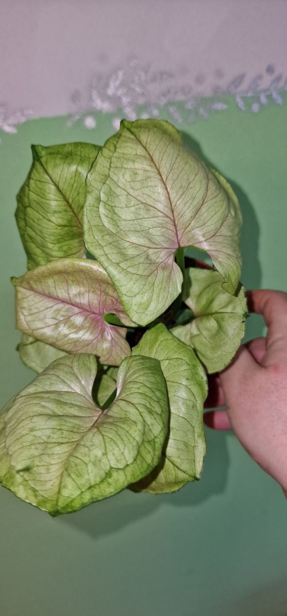 Syngonium Bob Allusion