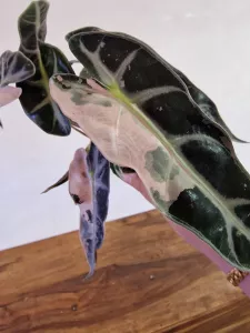 Alocasia 'Bambino Pink Variegata'