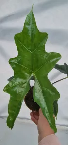 Alocasia Batwing