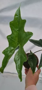 Alocasia Batwing
