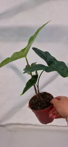 Alocasia Batwing