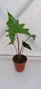 Alocasia Batwing