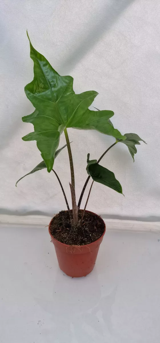 Alocasia Batwing
