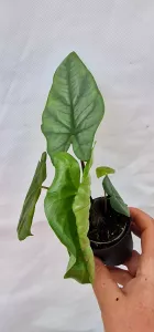 Alocasia Corazon