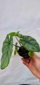 Alocasia Corazon