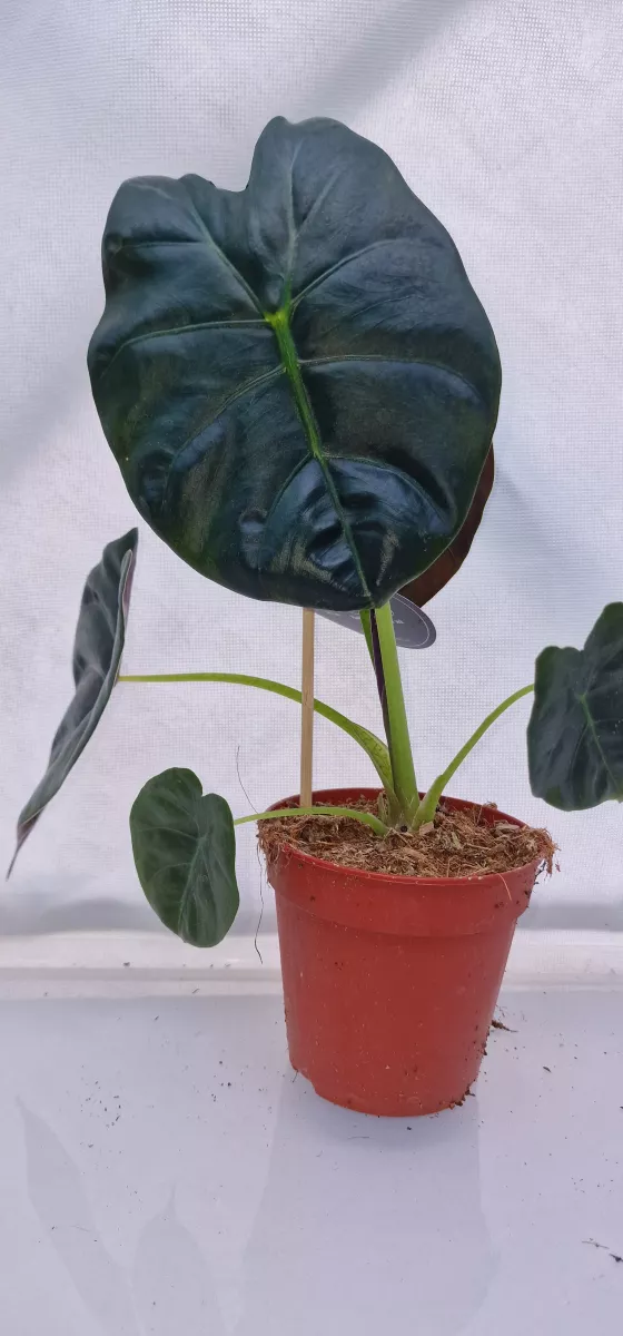 Alocasia Golden Bone