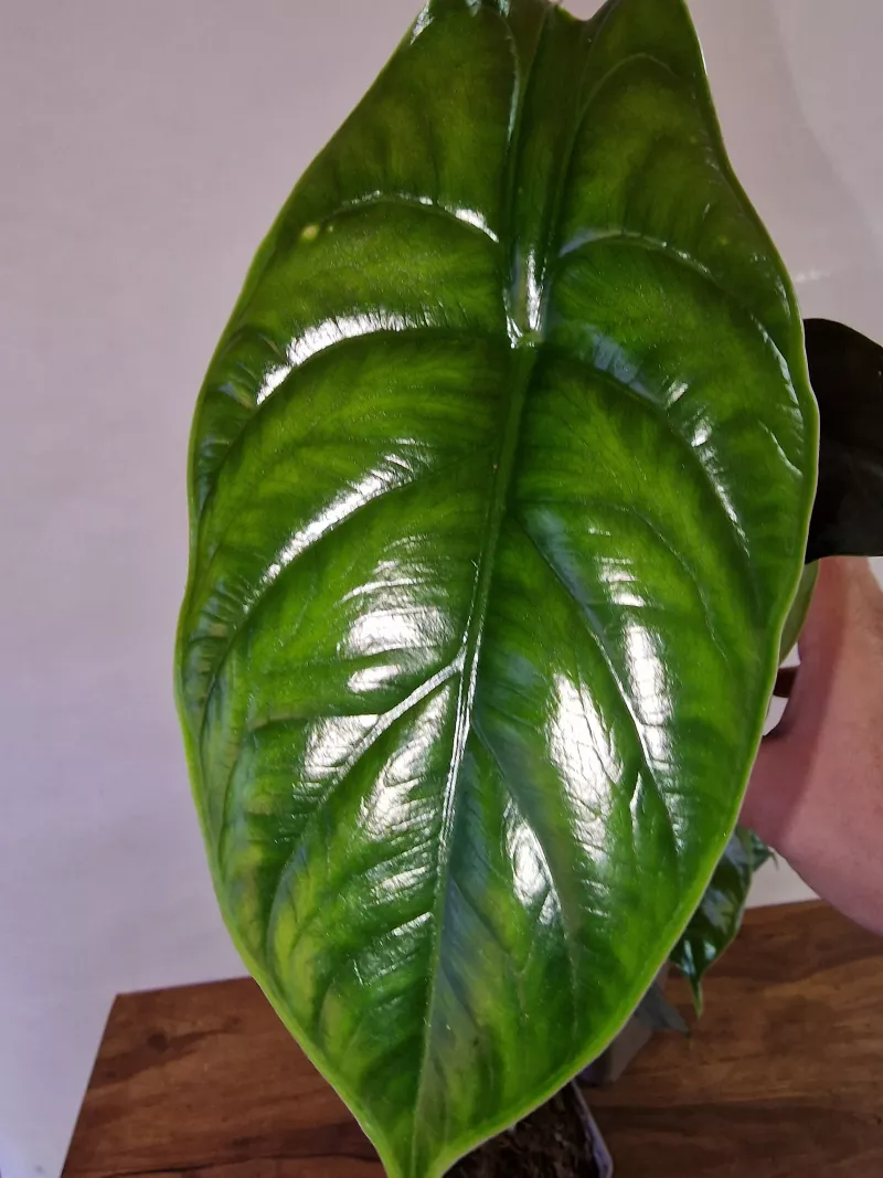 Alocasia 'Green Unicorn'