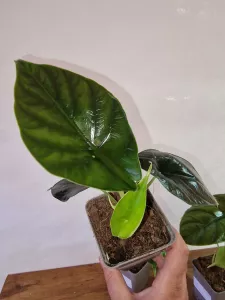 Alocasia 'Green Unicorn'