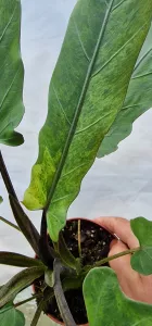 Alocasia lauterbachiana variegated