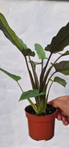 Alocasia lauterbachiana variegated