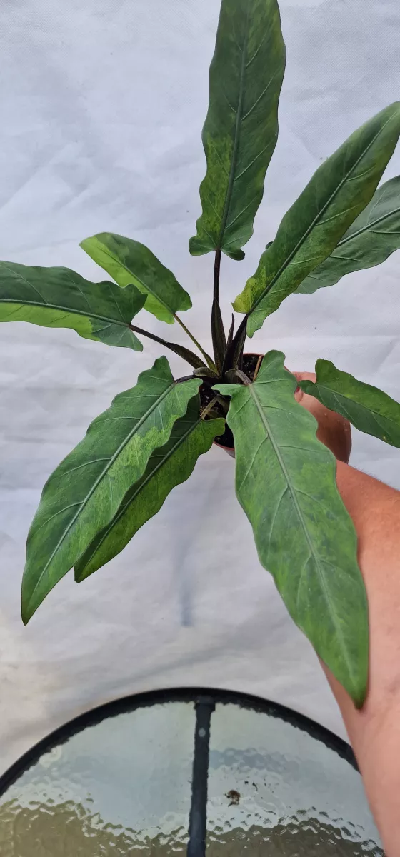 Alocasia lauterbachiana variegated