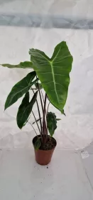 Alocasia longiloba