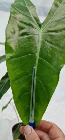 Alocasia longiloba