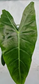 Alocasia longiloba