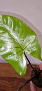 Alocasia macrorrhizos 'Black Stem'