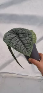Alocasia Melo