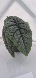 Alocasia Melo