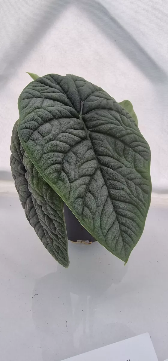 Alocasia Melo
